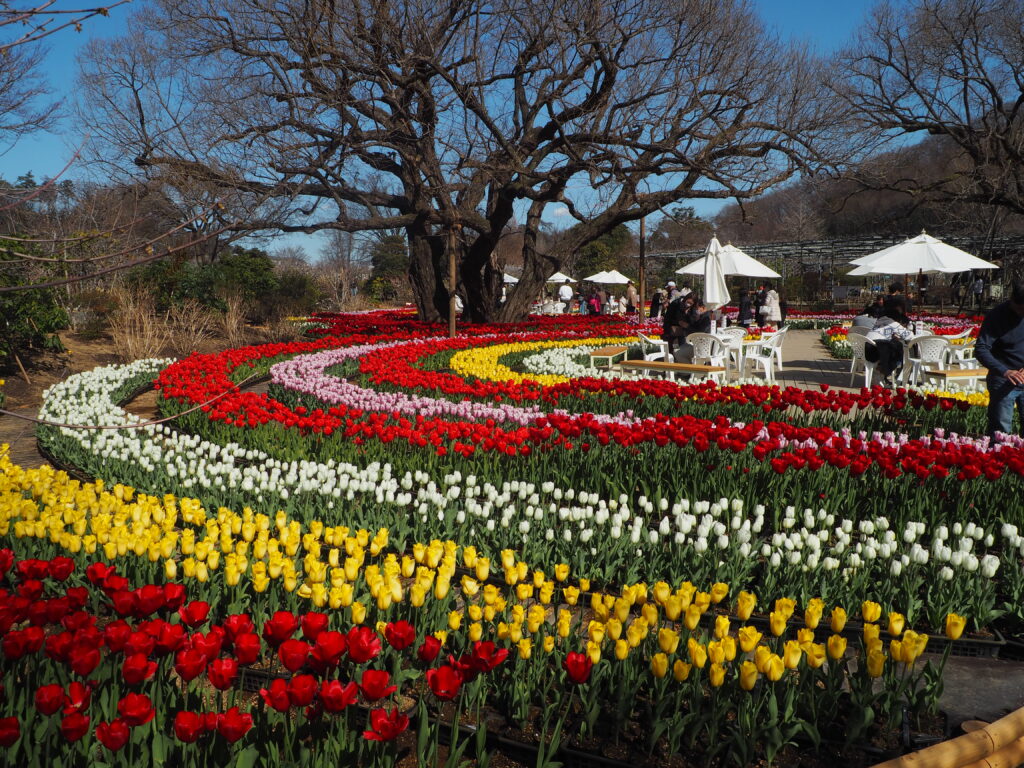 あしかがフラワーパーク：3月の花の写真です。