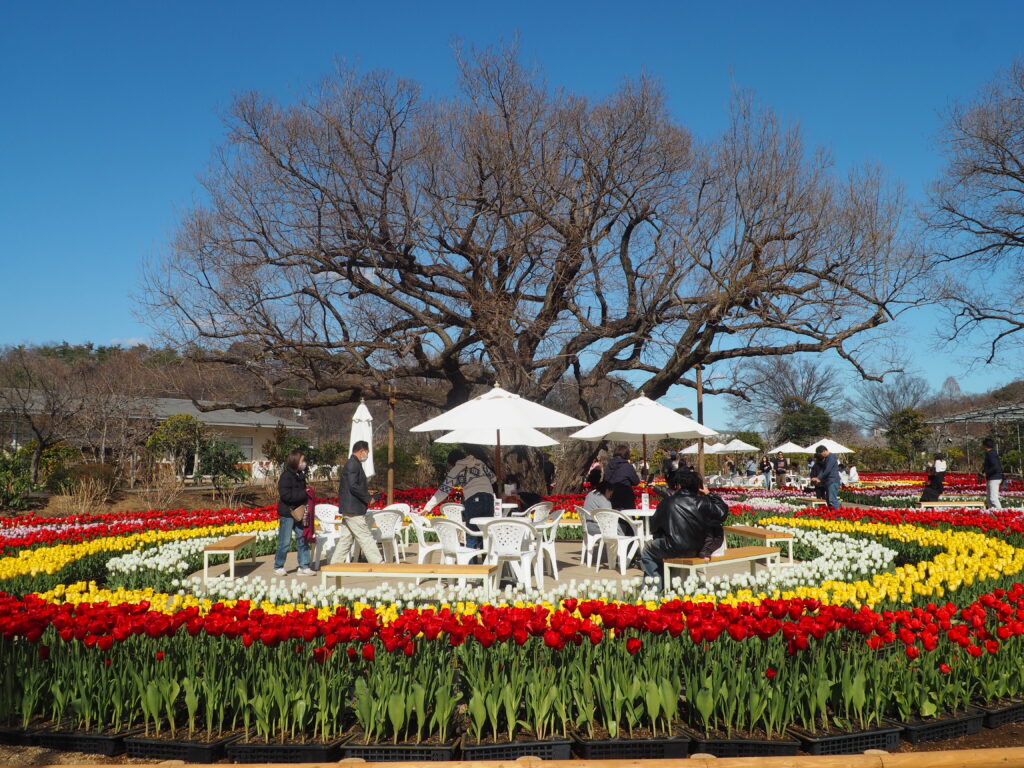 あしかがフラワーパーク：3月の花の写真です。