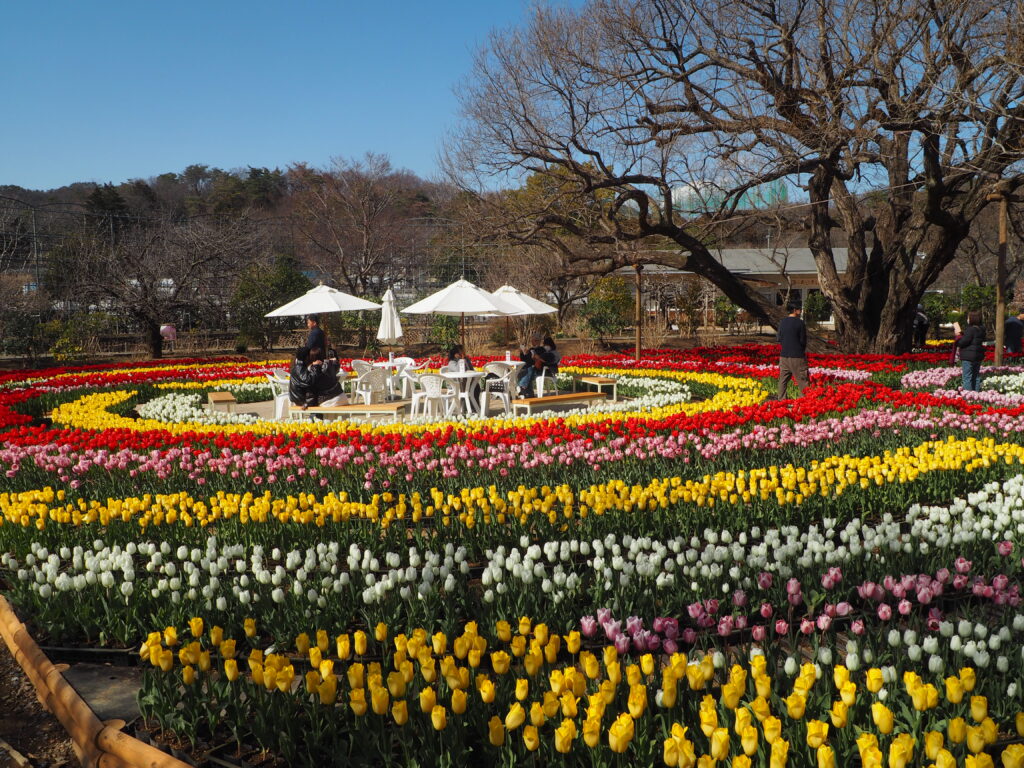 あしかがフラワーパーク：3月の花の写真です。