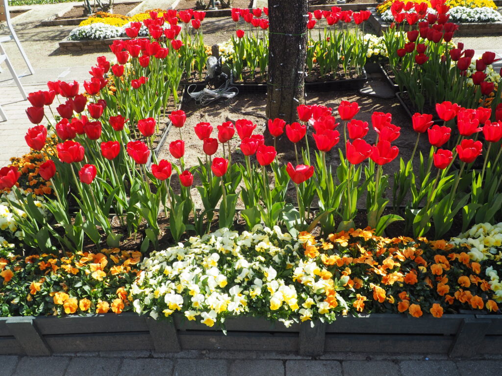あしかがフラワーパーク：3月の花の写真です。