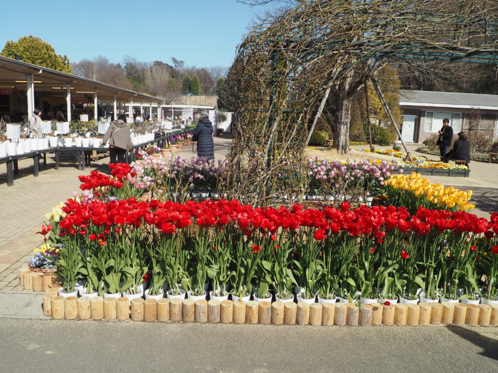 あしかがフラワーパーク：3月の花の写真です。