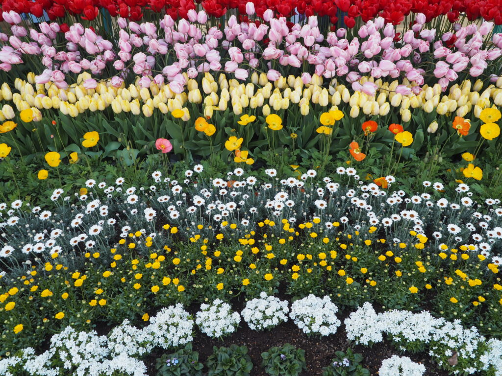 あしかがフラワーパーク：3月の花の写真です。