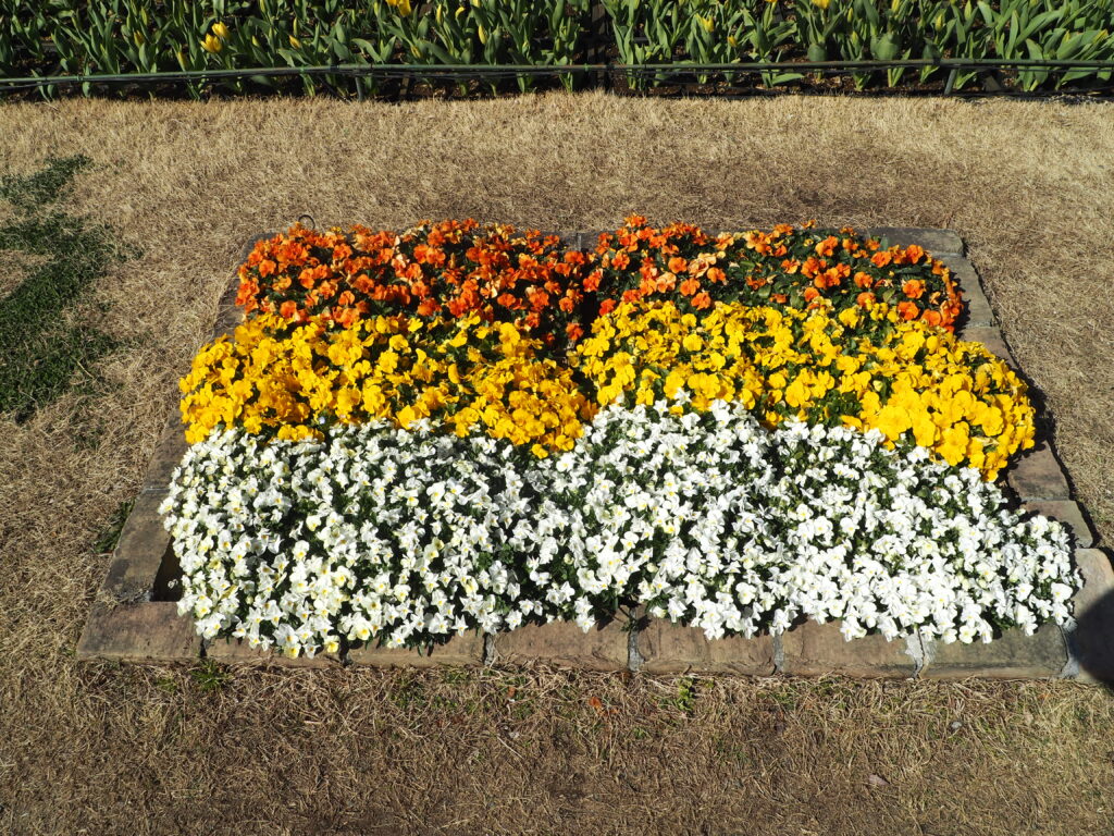 あしかがフラワーパーク：3月の花の写真です。