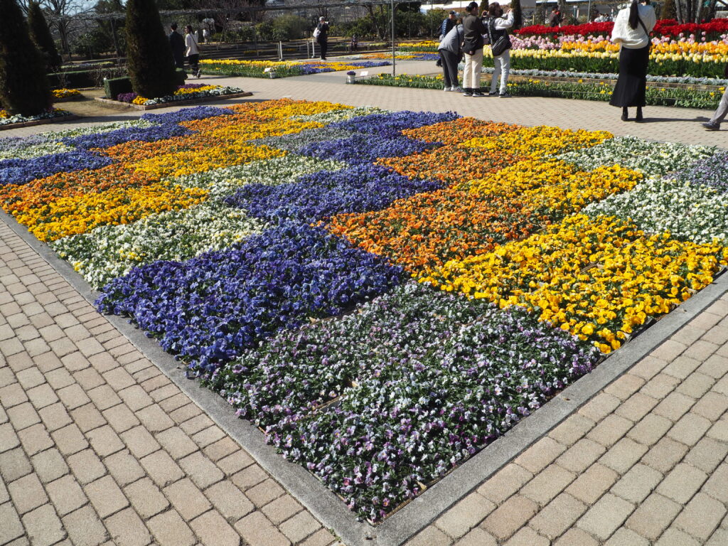 あしかがフラワーパーク：3月の花の写真です。