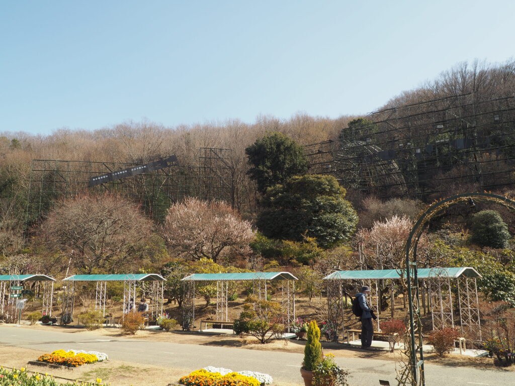 あしかがフラワーパーク：3月の花の写真です。