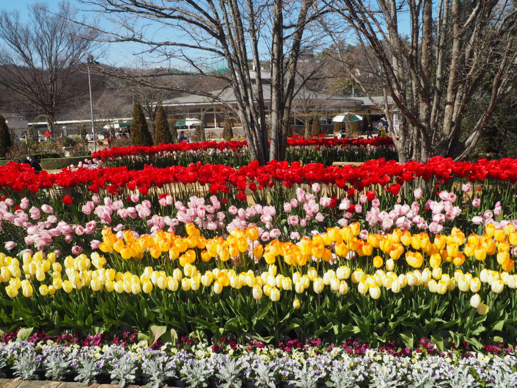 あしかがフラワーパーク：3月の花の写真です。