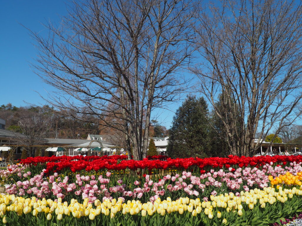 あしかがフラワーパーク：3月の花の写真です。
