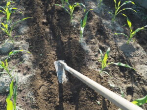 トウモロコシの土寄せ作業の写真です。