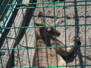 桐生が岡動物園のオオカンガルーの写真です。