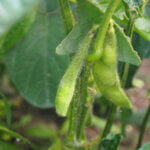 結実したエダマメの写真です。