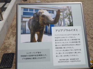 桐生が岡動物園にいたゾウの写真です。
