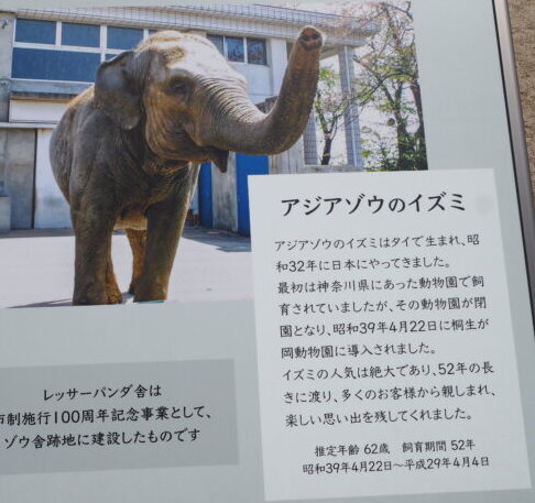 桐生が岡動物園にいたゾウの写真です。