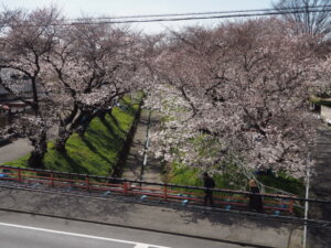 歩道橋から臨む桜並木の写真です。