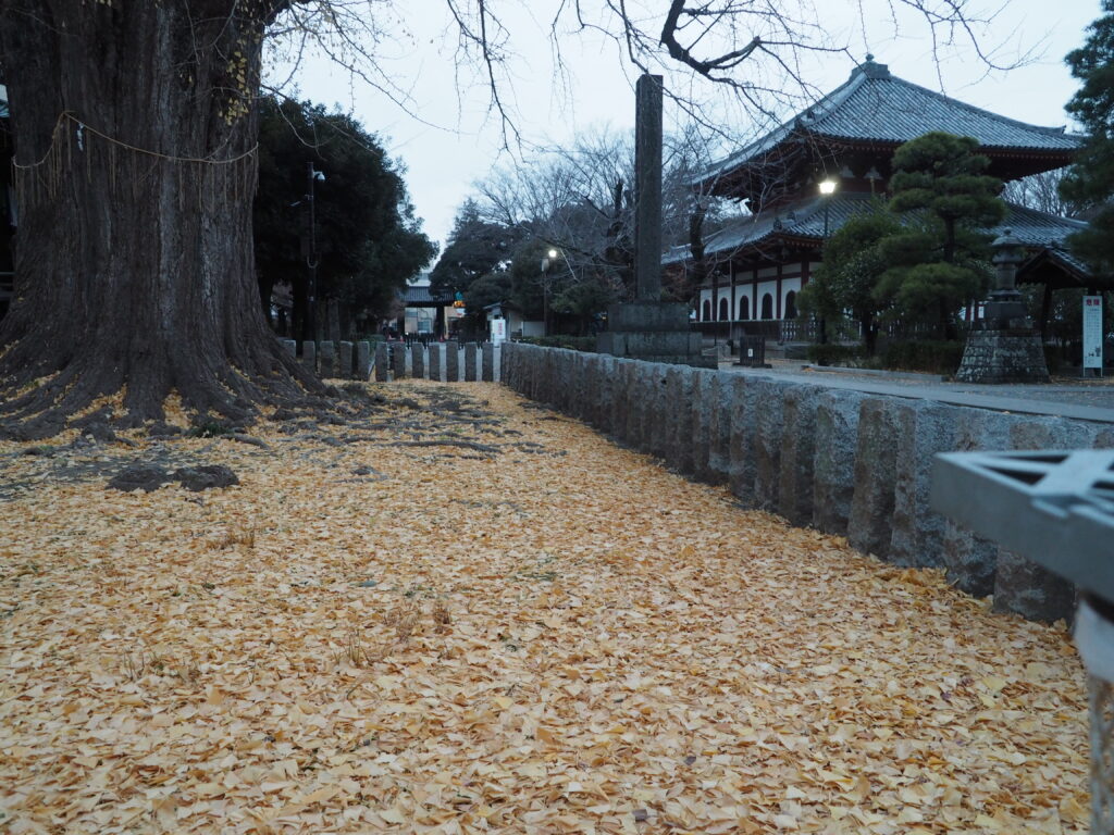 鑁阿寺：大銀杏の落ち葉の写真です。