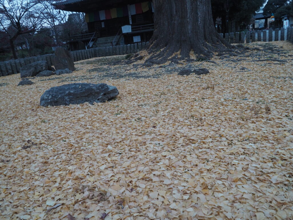 鑁阿寺：大銀杏の落ち葉の写真です。