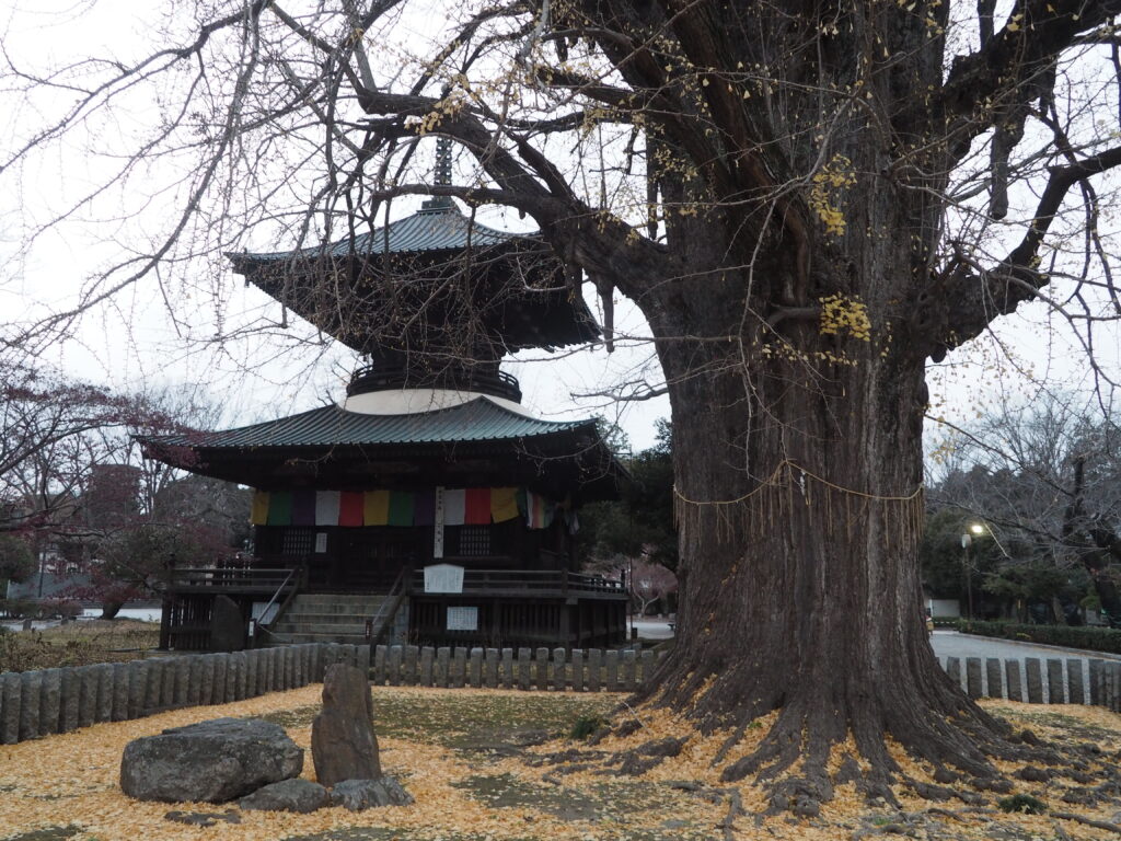 鑁阿寺：大銀杏と多宝塔の写真です。