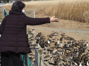 ガバ沼:野鳥への給餌の写真です。