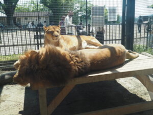 桐生が岡動物園の雌ライオンの写真です。