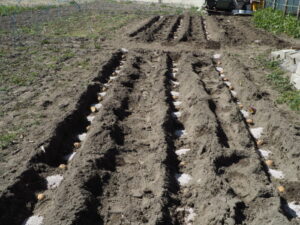 ジャガイモの育て方：種イモの間に施肥した写真です。