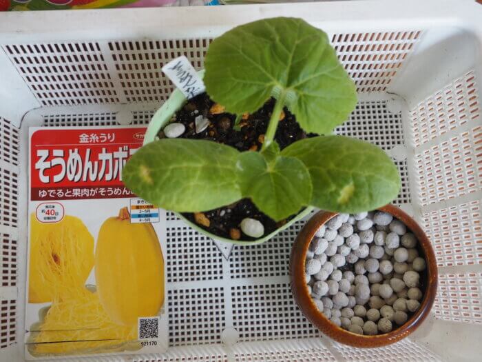置肥を施したそうめんカボチャの写真です。