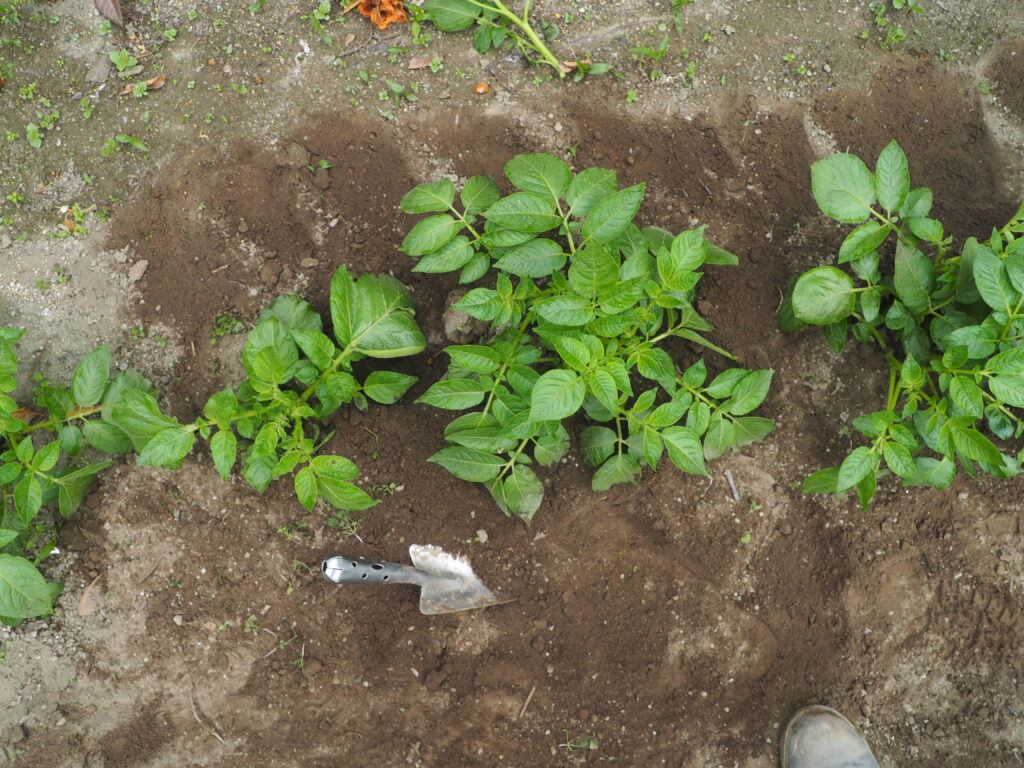 追肥と土寄せ作業を施したジャガイモの写真です。
