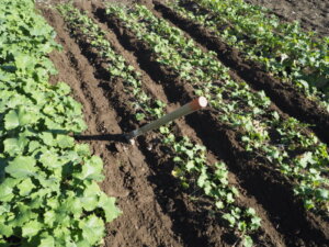 かき菜の育て方：追肥と土寄せ①の写真です。
