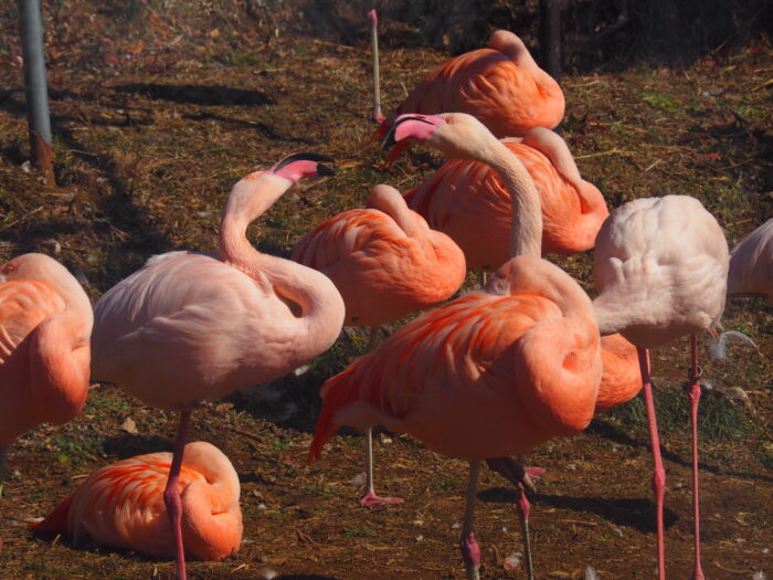 桐生が岡公園動物園:フラミンゴの写真です。