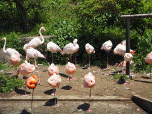 桐生が岡動物園のフラミンゴの写真です。