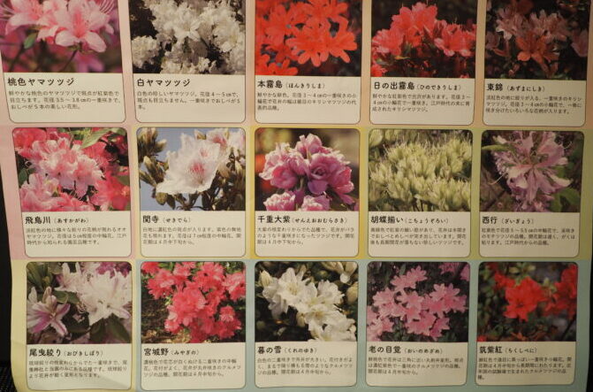 つつじが岡公園:ツツジのパンフレットの写真です。