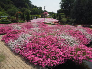 あしかがフラワーパーク「園内の花」の写真です。
