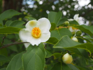 あしかがフラワーパーク：園内の花の写真です。