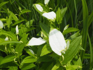 あしかがフラワーパーク：園内の花の写真です。