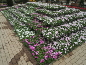 あしかがフラワーパーク4月中旬の花の写真です。