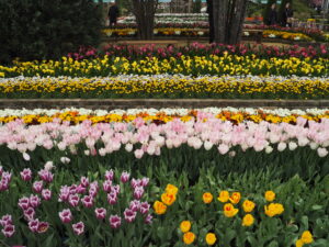あしかがフラワーパーク4月中旬の花の写真です。