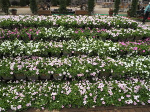 あしかがフラワーパーク4月中旬の花の写真です。