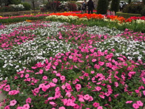 あしかがフラワーパーク4月中旬の花の写真です。
