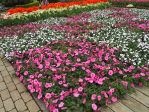 あしかがフラワーパーク4月中旬の花の写真です。
