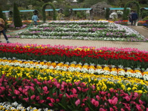 あしかがフラワーパーク4月中旬の花の写真です。