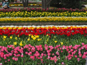 あしかがフラワーパーク4月中旬の花の写真です。