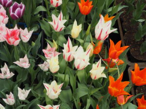 あしかがフラワーパーク4月中旬の花の写真です。