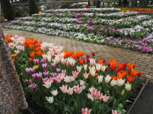あしかがフラワーパーク4月中旬の花の写真です。