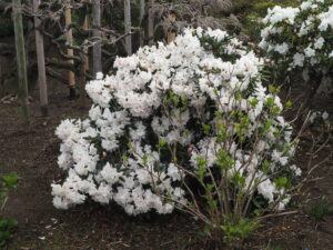 あしかがフラワーパーク4月中旬の花の写真です。