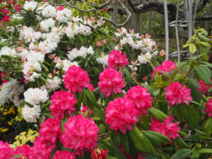 あしかがフラワーパーク4月中旬の花の写真です。