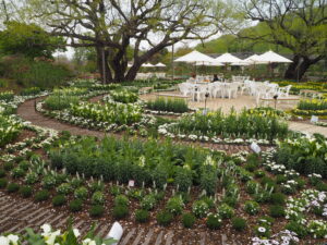 あしかがフラワーパーク4月中旬の花の写真です。