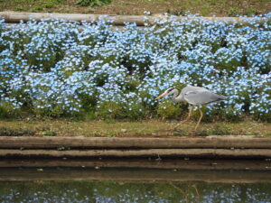 あしかがフラワーパーク4月中旬の花の写真です。