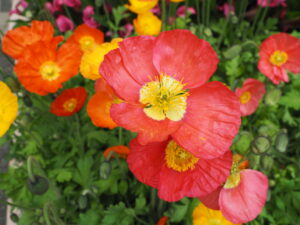 あしかがフラワーパーク正面ゲート周辺の花々の写真です。