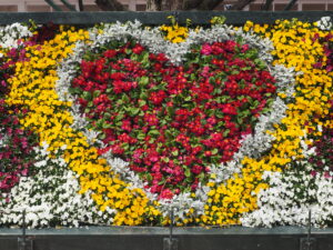 あしかがフラワーパーク4月中旬の花の写真です。