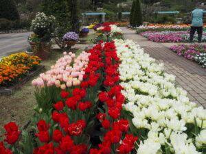 あしかがフラワーパーク4月中旬の花の写真です。