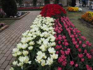あしかがフラワーパーク4月中旬の花の写真です。