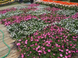 あしかがフラワーパーク4月中旬の花の写真です。